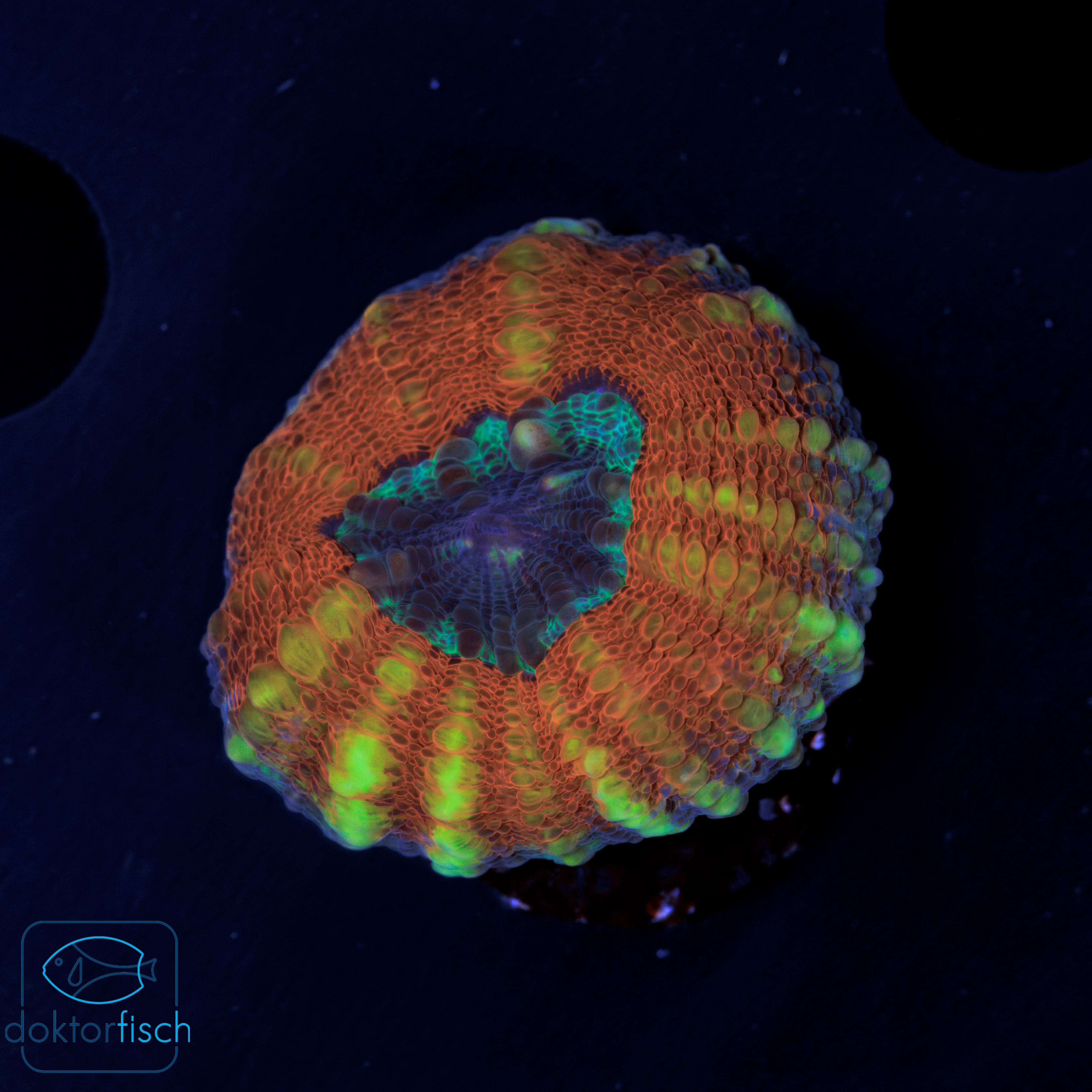 WYSIWYG Lobophyllia orange blue center – Bild 2